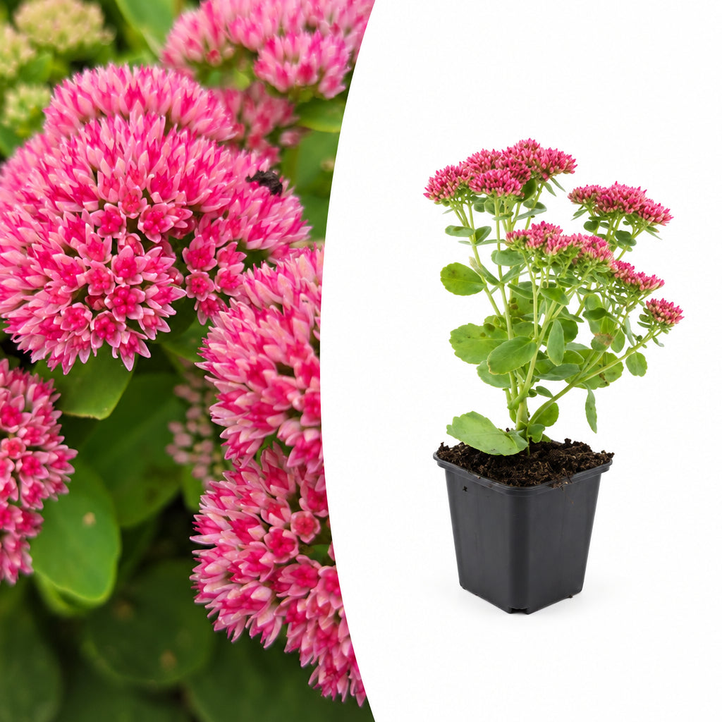 Sedum 'Herbstfreude', plant in pot
