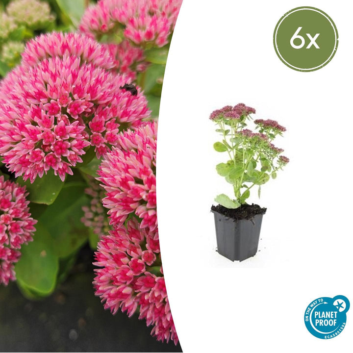 Sedum &