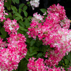 Hydrangea panniculata Pink Diamond, groeiwijze van de plant