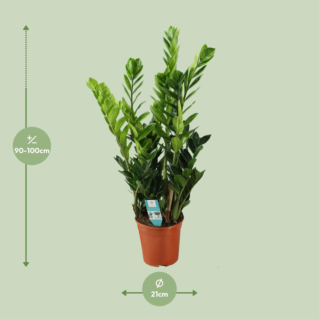 Zamioculcas, kenmerkend blad