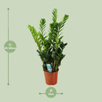 Zamioculcas, kenmerkend blad