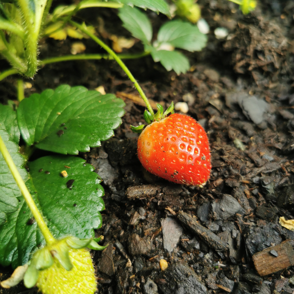 Aardbeien Fragaria, biologisch, plant in pot