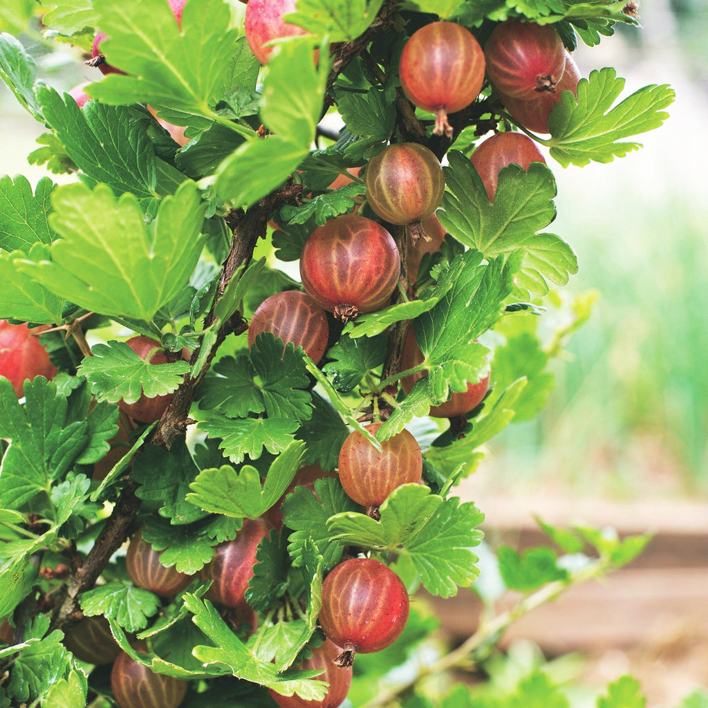 Kruisbes Hinnonmäki Rood, fruitgewas voor de tuin, groeiwijze van de plant