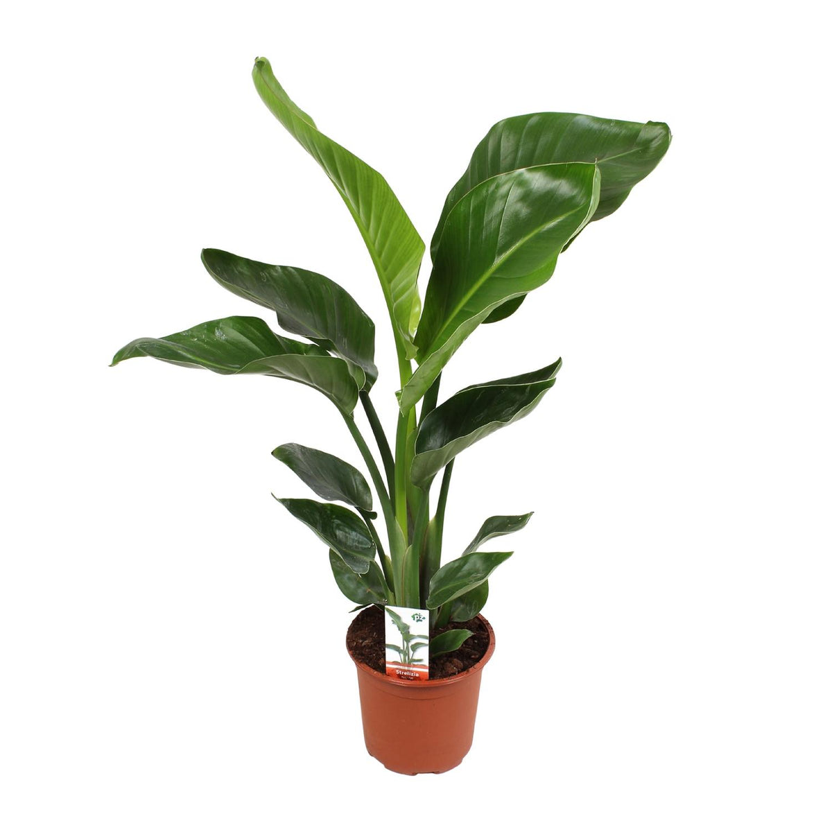 Productfoto van Strelitzia Nicolai