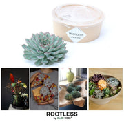 ROOTLESS Succulent Echeveria Pulidonis