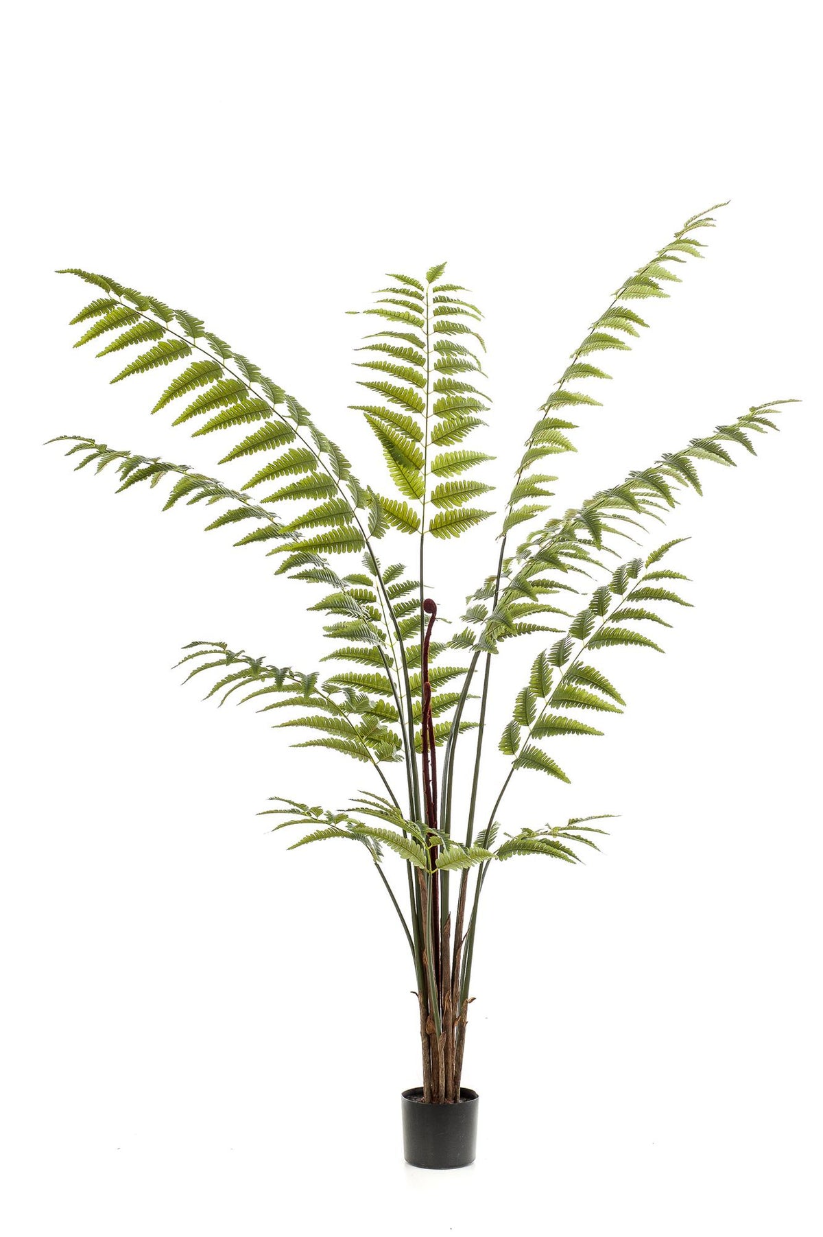 Productafbeelding van Pureplant