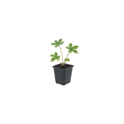 Astrantia major