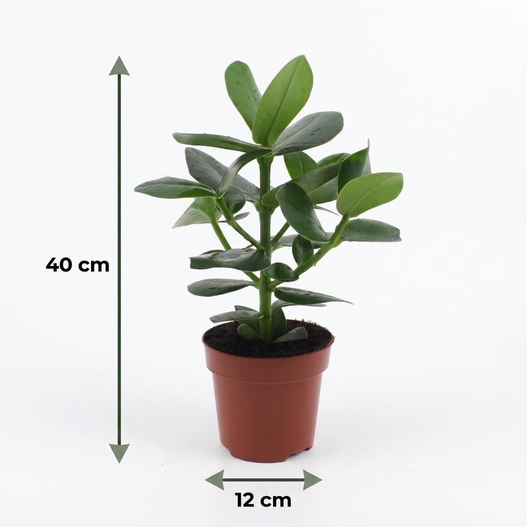 Clusia Princess met witte pot, groeiwijze van de plant