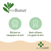 Buxus Pyramide - BetterBuxus Skylight - Resistant tegen de Buxus Schimmel - 2 Planten - Pot 23cm Hoogte 60-70cm