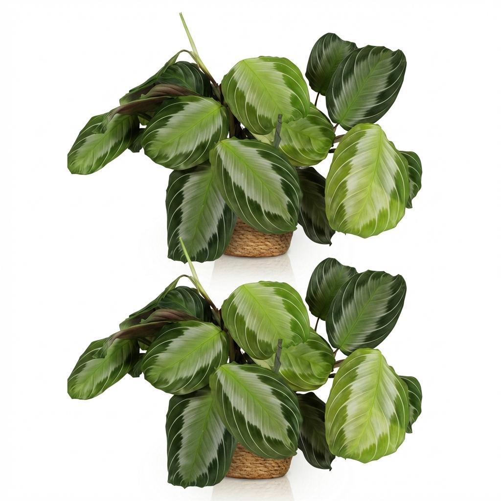Maranta Fascinator Silverband met mand, plant in pot