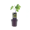 Ficus Panachee, plant in pot