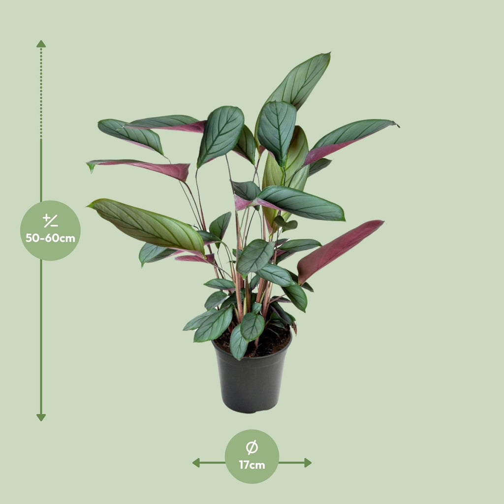 Detailfoto van Ctenanthe Setosa