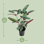 Detailfoto van Ctenanthe Setosa