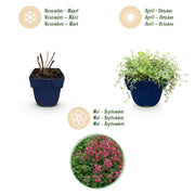 Thymus praecox Red Carpet - KruipTijm - Geurend - Rood-Roze - 24 Planten