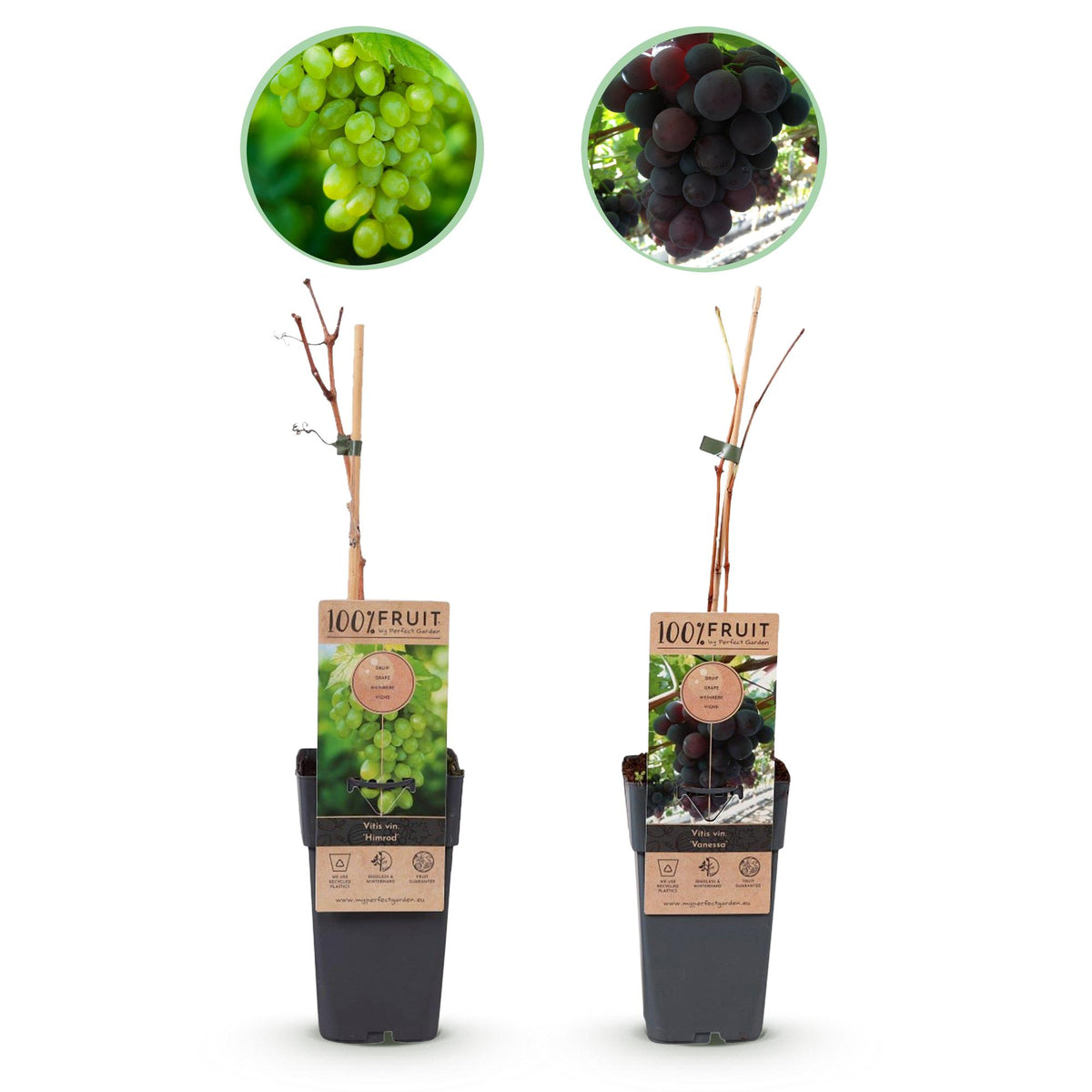 Productafbeelding van Pureplant