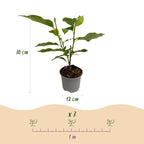 Magnolia sieboldii, groene bladeren