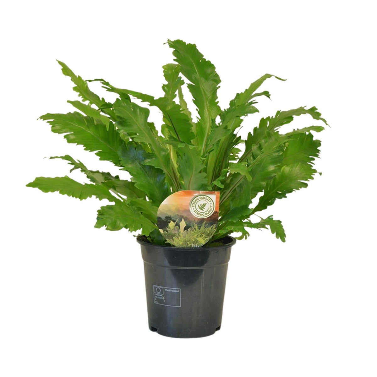 Productfoto van Asplenium Campio