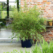 Fargesia rufa, 80 cm hoog