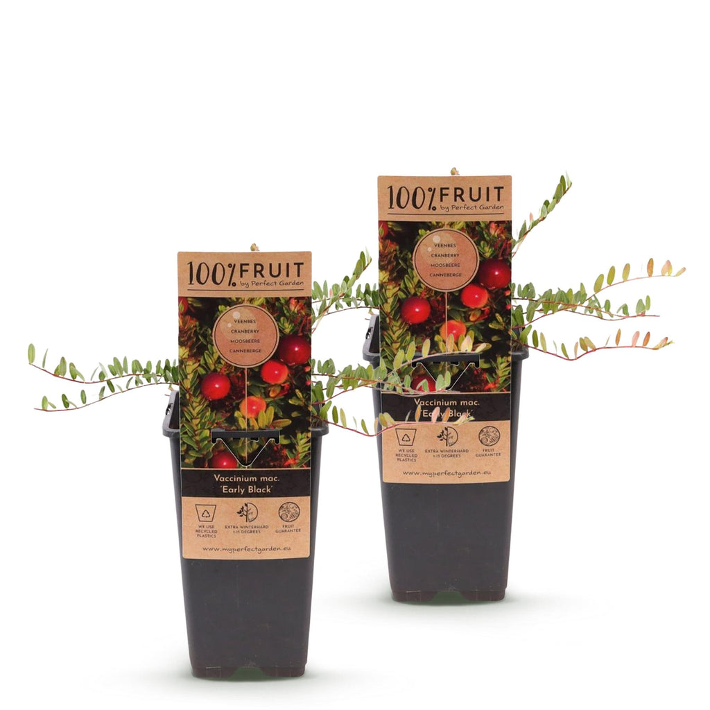 Bosbes Early Black, fruitgewas voor de tuin, kenmerkend blad