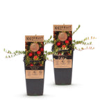 Bosbes Early Black, fruitgewas voor de tuin, kenmerkend blad