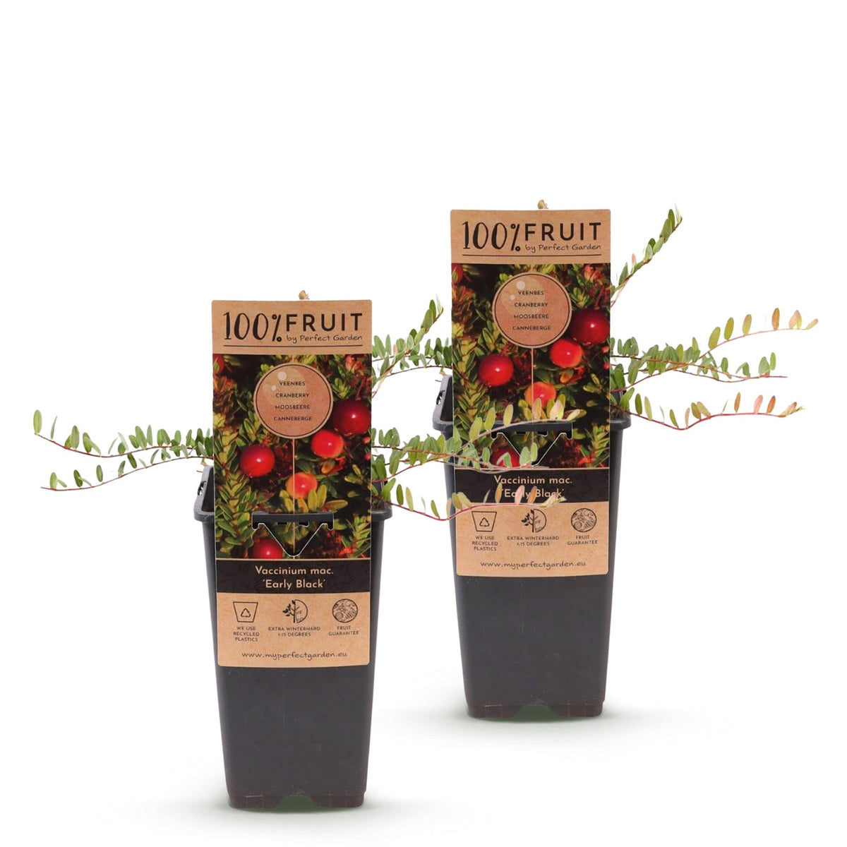 Bosbes Early Black, fruitgewas voor de tuin, kenmerkend blad