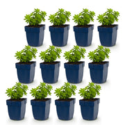 Galium odoratum - lievevrouwebedstro - 12 planten