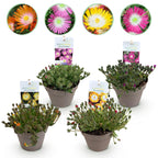 Delosperma Jewel of Dessert, kenmerkend blad