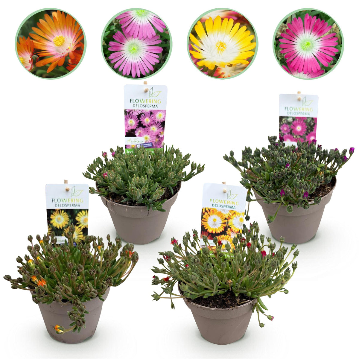 Delosperma Jewel of Dessert, kenmerkend blad