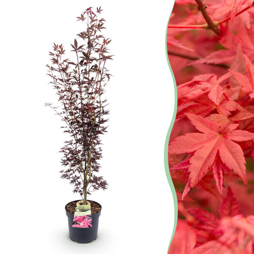 Acer palmatum Atropurpureum, detail van het blad