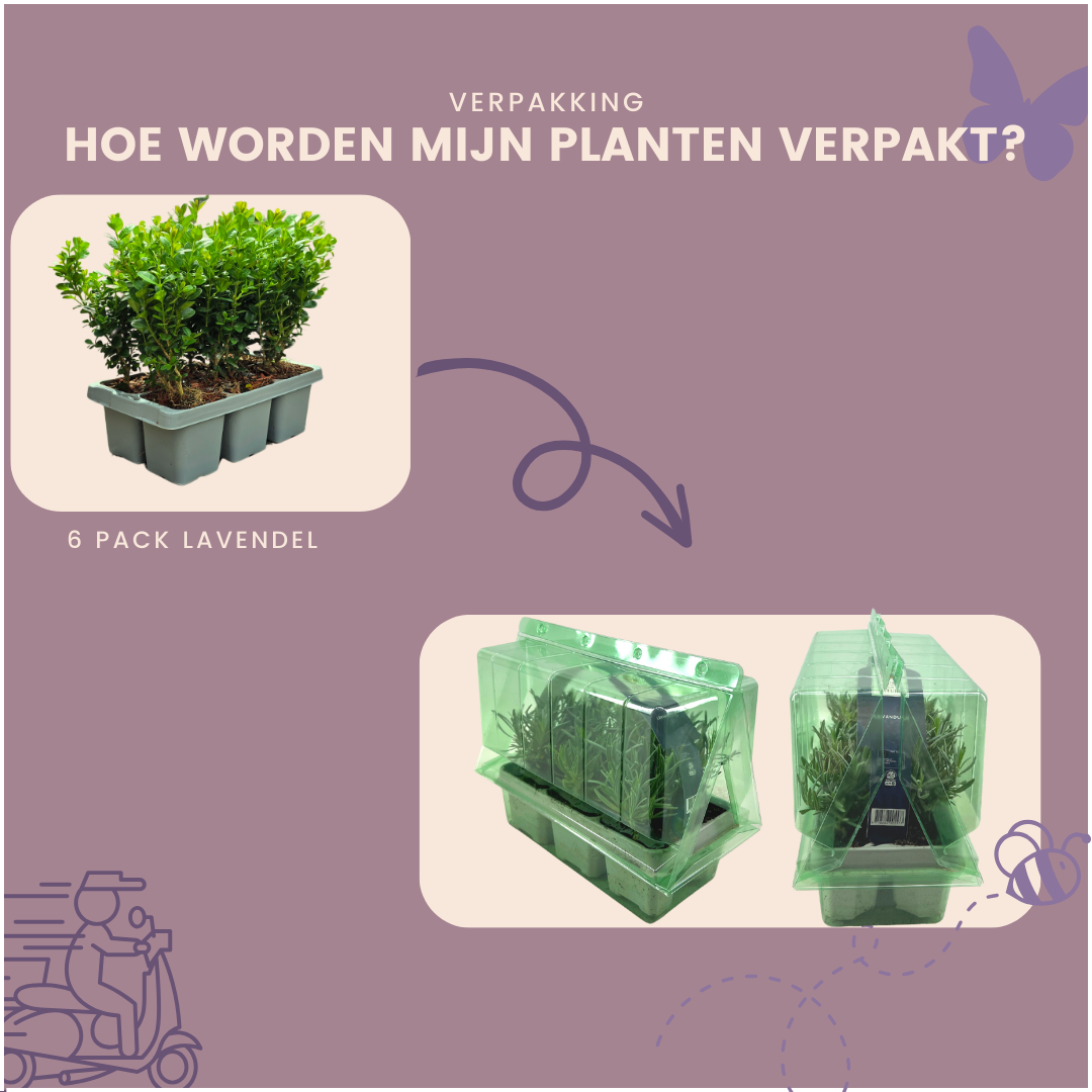 Buxus NewGen Freedom, groenblijvend, 2 sets van 6, 12 stuks, compacte plant