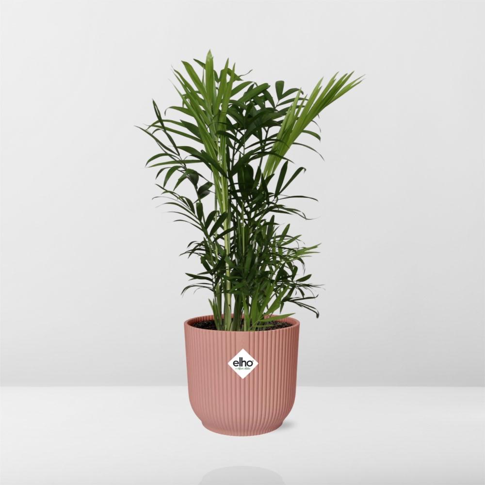 Detailfoto van Chamaedorea Elegans in ELHO Vibes Fold 14cm roze