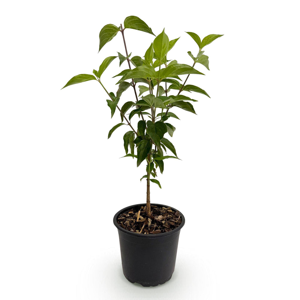 Cornus kousa chinensis, groene bladeren