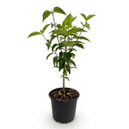 Cornus kousa chinensis, groene bladeren