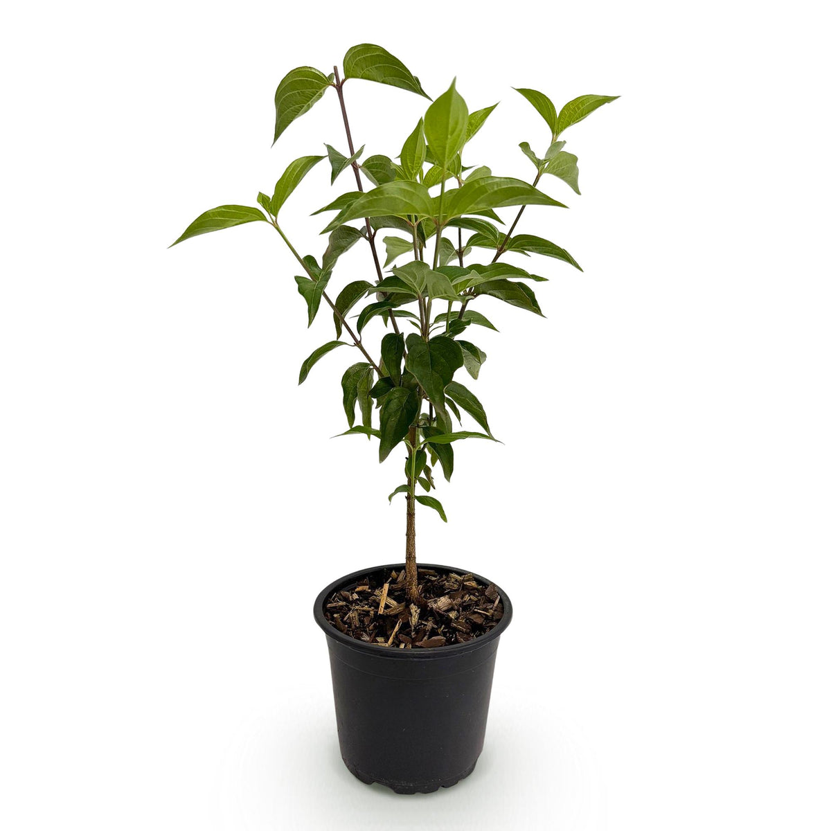 Cornus kousa chinensis, groene bladeren