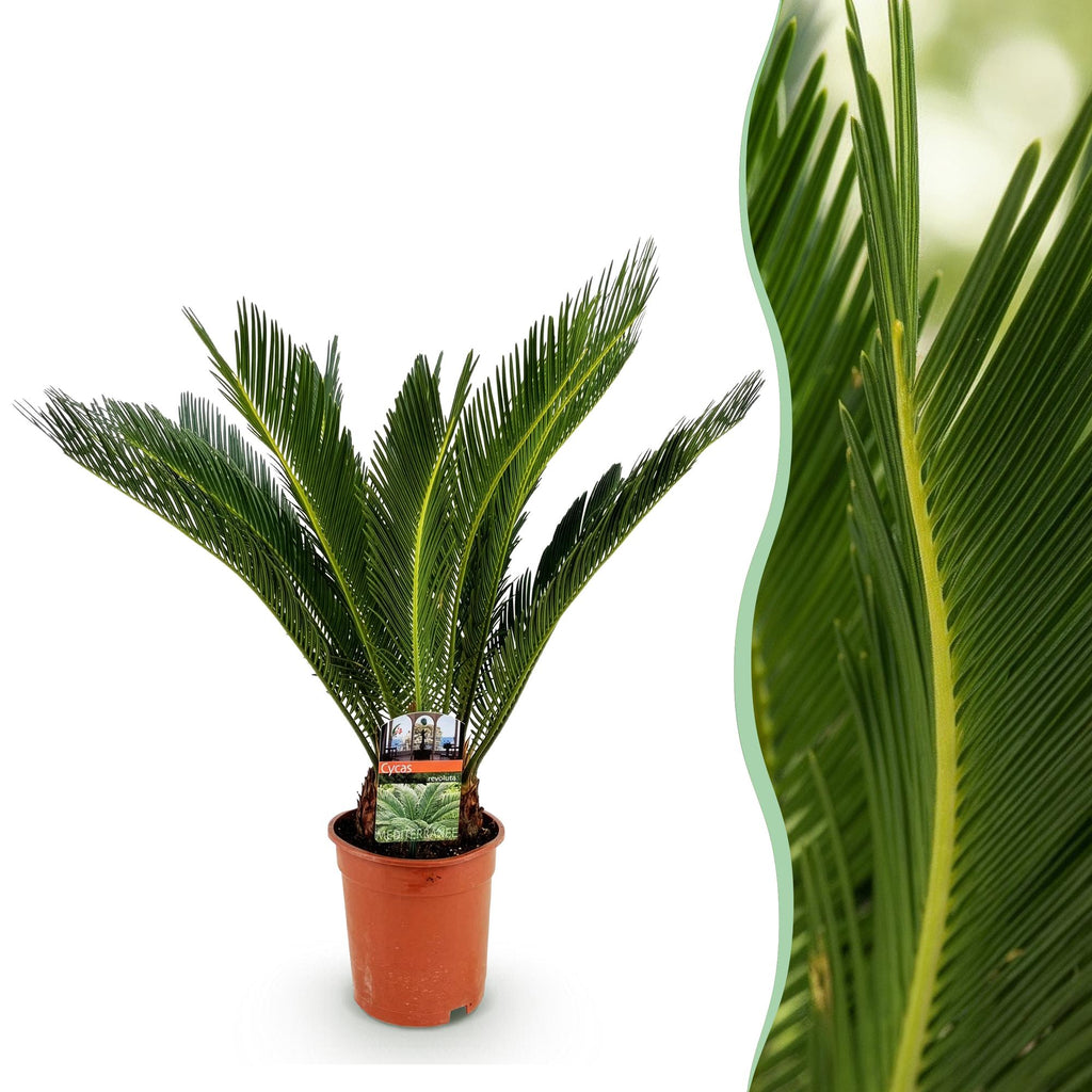 Cycas revoluta, 55-65 cm hoog, plant in pot