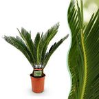 Cycas revoluta, 55-65 cm hoog, plant in pot