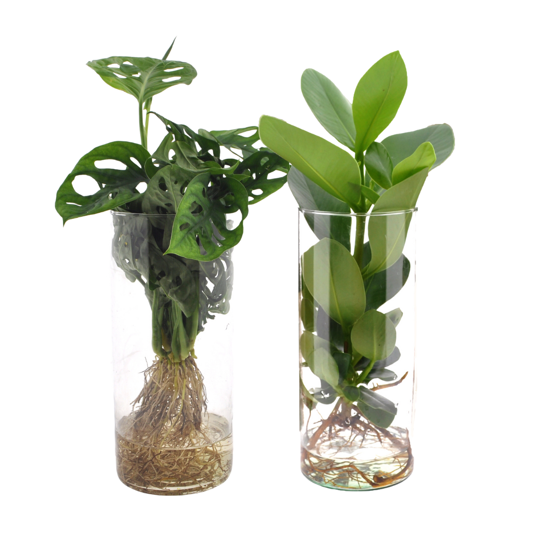 Productfoto van Cylinder glas Duo Monstera/Clusia - 2 stuks