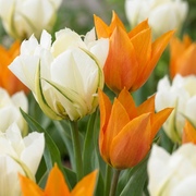 Tulp &