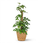 Mini Gatenplant - Monstera Minima Mosstok met Mand, plant in pot