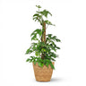Mini Gatenplant - Monstera Minima Mosstok met Mand