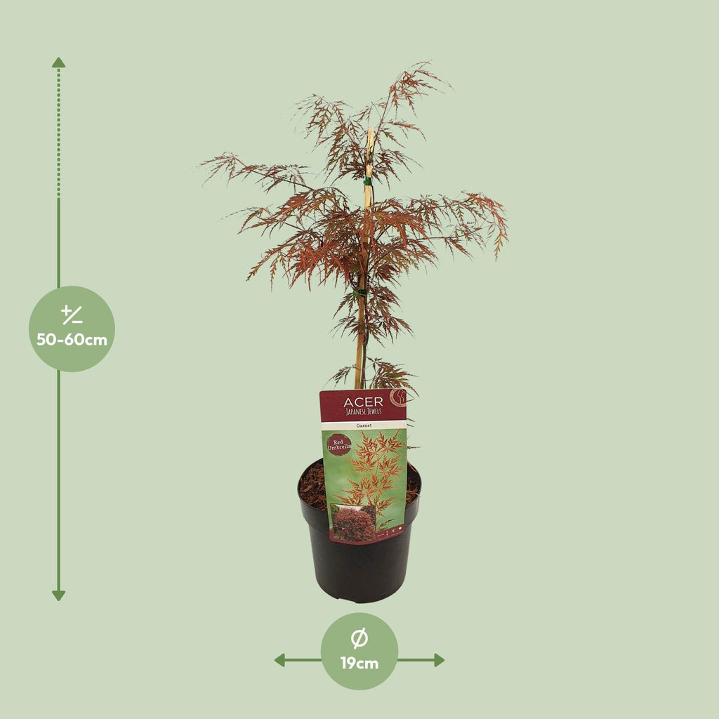 Detailfoto van Acer palm. 'Garnet'