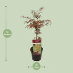 Detailfoto van Acer palm. 'Garnet'