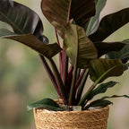 Philodendron Imperial Red - Rood met Mand, groene bladeren