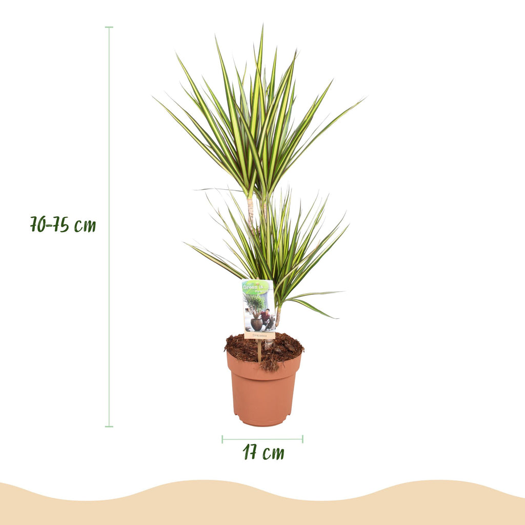 Dracaena Sunray, 70-75 cm hoog, groene plant voor binnen