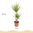 Dracaena Sunray, 70-75 cm hoog, groene plant voor binnen