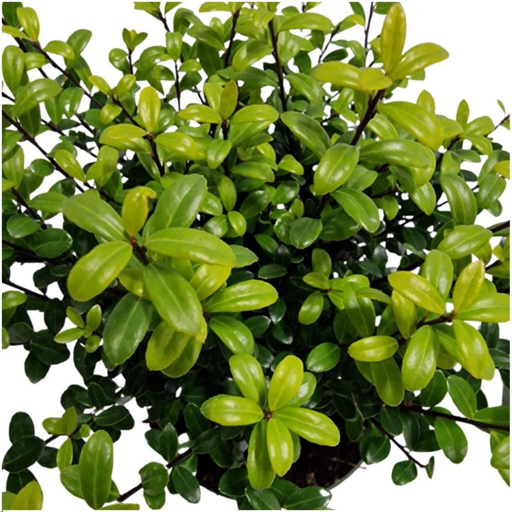 Productafbeelding van Pureplant