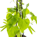 4x Ipomoea Tricolor Heavenly Blue, detail van het blad