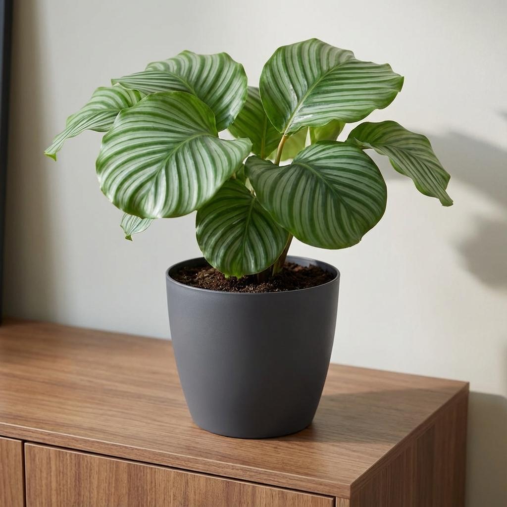 Elho Brussels ronde bloempot, antraciet, Ø25 cm, kenmerkend blad