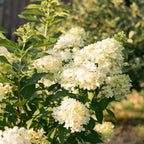 Hydrangea panniculata Limelight, groeiwijze van de plant