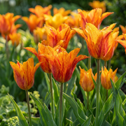 Tulp &